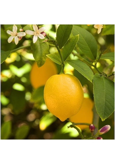 Dekoratif Saksılı Tijli Limon Fidanı