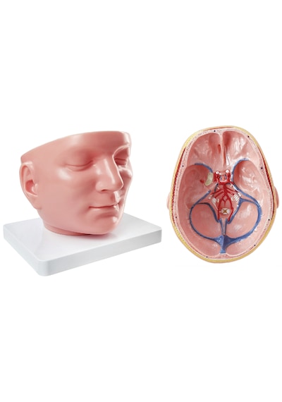 Bölgesel Anatomik Baş Modeli Dura Mater İle Birlikte - Baş Maketi 01