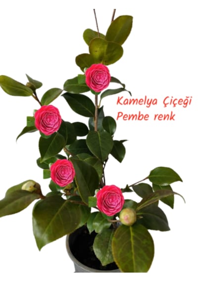Kamelya Çiçeği Camellia Japonica Pembe Renk 70-80 Cm
