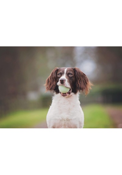 Fetch Medley Gen 2 3'lü Köpek Oyun Topu Seti Küçük Boy
