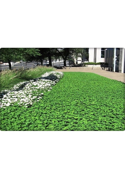Fare Kulağı TohumuDichondra Repens500 GR