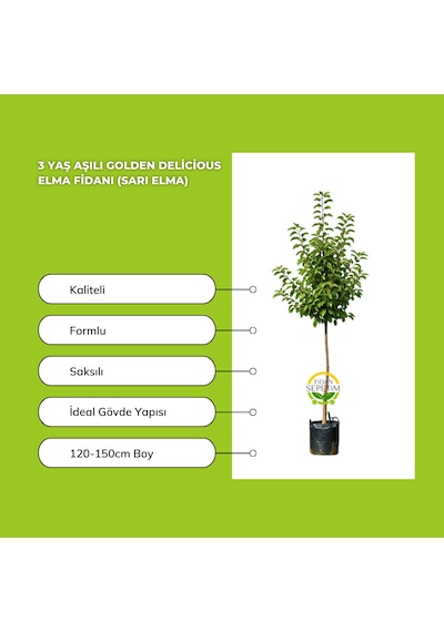 3 Yaş Aşılı Golden Delicious Elma Fidanı Sarı Elma