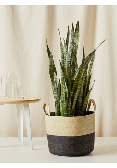 Yeşil Kılıç Bol Köklü 20-40cm Dolgun Bitki Ev, Ofis, Salon Kullanımı