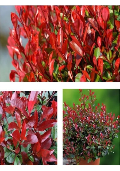 Alev Çalısı Bitkisi 40 Cm Saksılı/tüplü Dış Mekan Bitkisi Photinia Serrulata