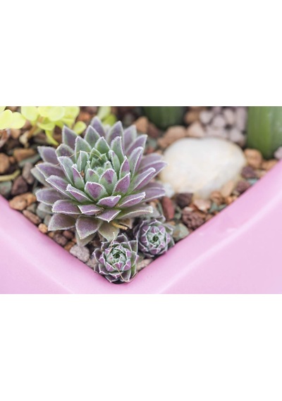 Mosser Lee Ml1120 River Gravel Toprak Örtüsü, 2,3 Kg. Sku: Smg8690010012449