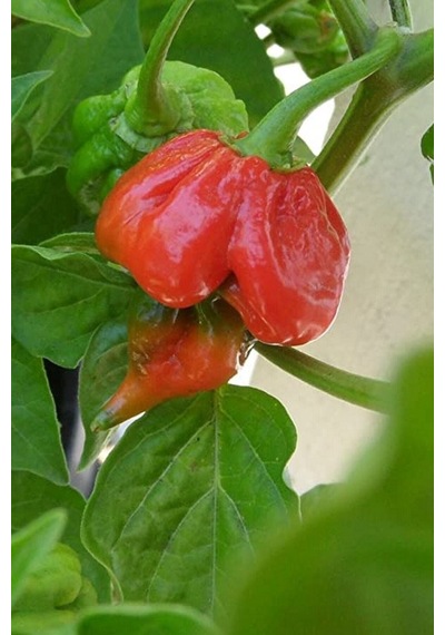 Dünyanın En Acısı Trinidad Scorpion Biber Tohumu / 20 Adet Tohum
