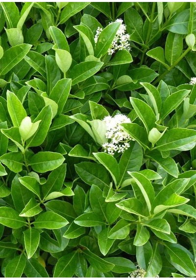 Kurtbağrı Ligustrum Bahçe Çit Set Fidanı 10-20 Cm