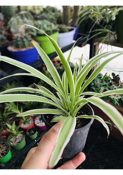 Foliumbotanik Kurdele Çiçeği Ke57