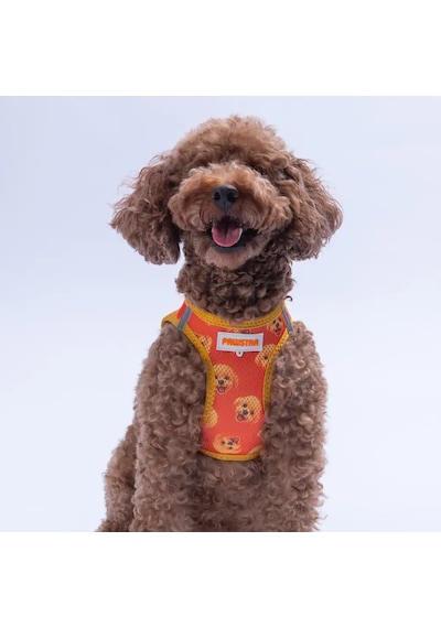 Poodle Airmesh Kedi Köpek Göğüs Tasması Xl Turuncu