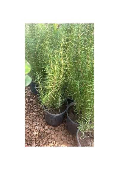 Biberiye Fidanı Fidesi 10-20 Cm