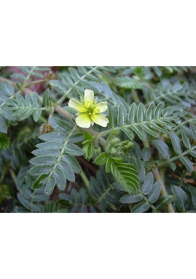 Çoban Çökerten - Tribulus Terrestris 50 G