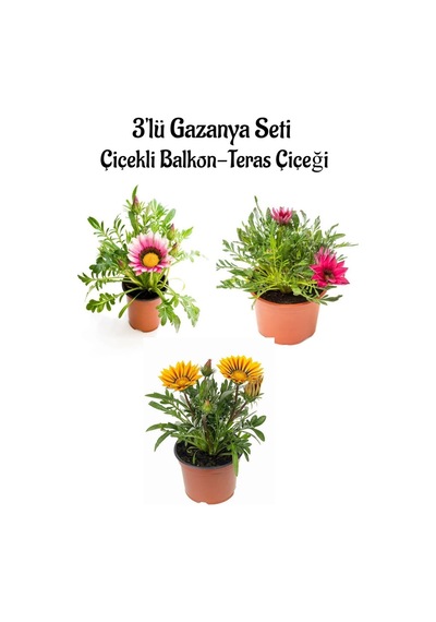 Pembe Beyaz-pembe- Sarı Renk Gazanya Çiçeği 3 Adet Saksılı 10-20cm Teras Çiçeği