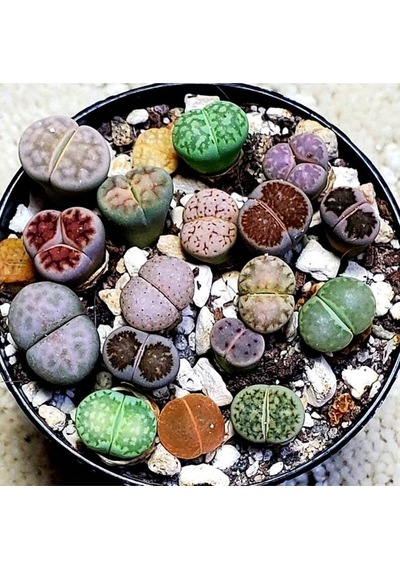 20 Adet Lithops Mix Tohumu
