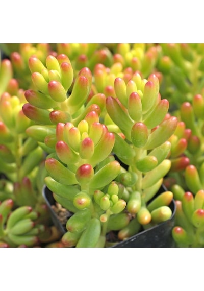 Sedum Rubrotınctum 10 Adet - Jelly Bean Sukulent