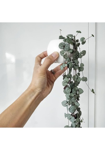 Kalp Kalbe Karşı Çiçeği – Ceropegia Woodii