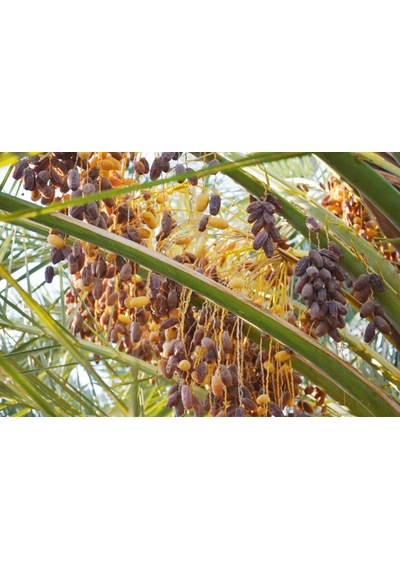 Safhasat Kurutulmuş Hurma 250 G 250 G
