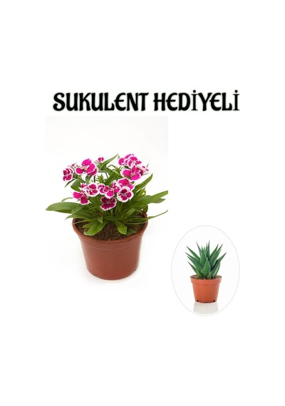 Pembe Renk Çin Karanfili Çiçeği Sevgililer Gününe Özel Sukulent