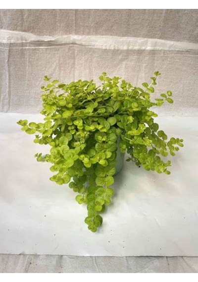 Sarı Kız Altın Koyle Çiçeği Sarı Çiçekkli 1 Adet Saksılı 20-40cm Lysimachia Nummularia
