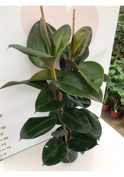 Videolu Kauçuk Fidanı Bitkisi 2 Dallı 1 Adet Saksılı 60-100cm Ev Ofis Bitkisi Ficus Elastica