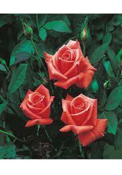 Videolu 1 Adet Narçiçeği Yediveren Kokulu Gül Fidanı Saksılı 10-15cm Pomegranate Blossom Rose