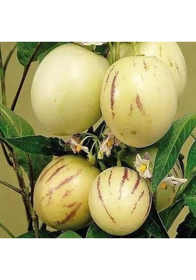 4 Adet Pepino Fidanı. Torbada Dallı