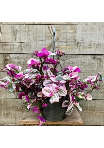 Pembe Telgraf Çiçeği Fidanı Nanouk Telgraf Çiçeği 10-20 Cm