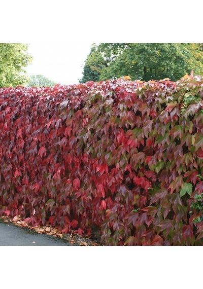 Tüplü Amerikan Parthenocissus Sarmaşık Fidanı 50 Adet