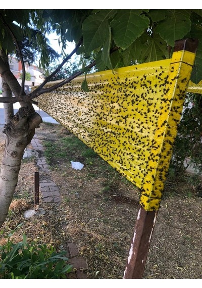 Sinek Tuzağı Seracılara ,ahırda Sinek Bandı 30cm 100m