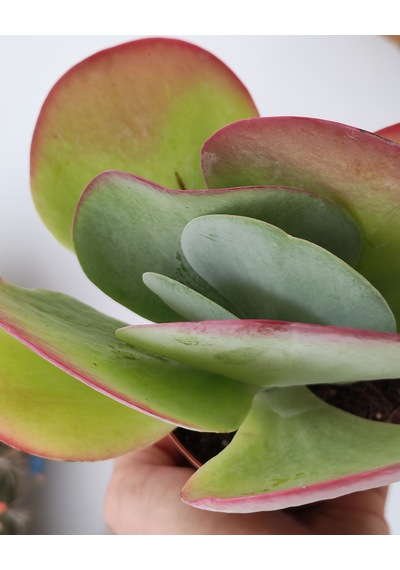 Kalanchoe Thyrsiflora Red Lips Sukulent 1 Adet