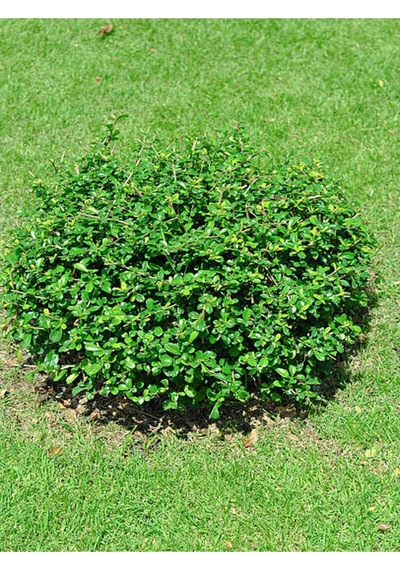 1 Adet Çalı Şimşir Fidanı Saksılı 30-45cm Bushy Yew Sapling