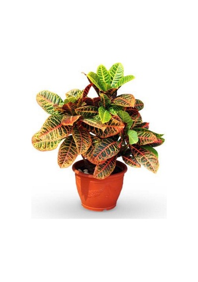Kraton Bitkisi 30 40 Cm Boy Croton Petra 13 Cm Saksı Çapı Ev Ofis Salon Bitkisi