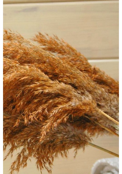 Büyük Demet Pampas Turuncu 100 Cm 8'li