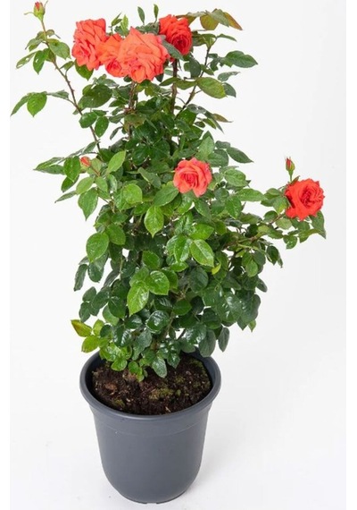 Canlı Turuncu Renk Bahçe Gülü Yediveren 30-40cm Rose