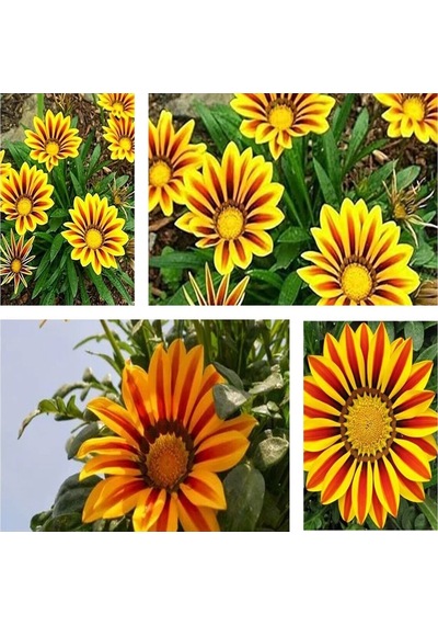 Videolu 10'lu Sarılı Kahverengili Gazanya Çiçeği 20-30 Cm Tüplü Çiçekli Bodur Bitkiler Gazania