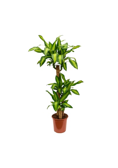 3 Gövdeli Dracaena Massengena Bitkisi 130-150cm