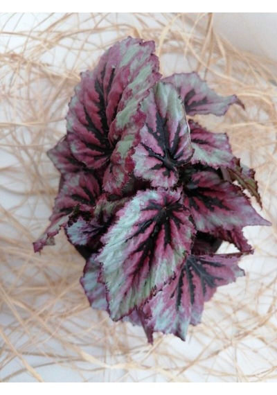 Pembe Alaca Yapraklı Begonya Rex Tango Begonia