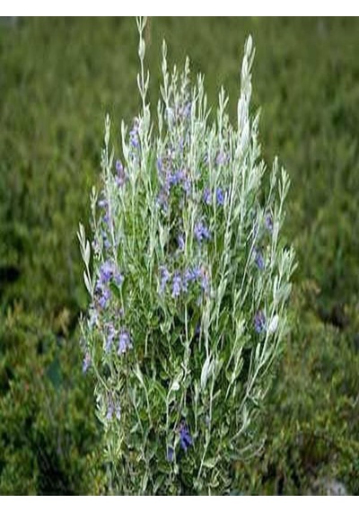 Videolu 1 Adet Zeytin Çalısı Fidanı 60-80cm Saksılı Olive Bush