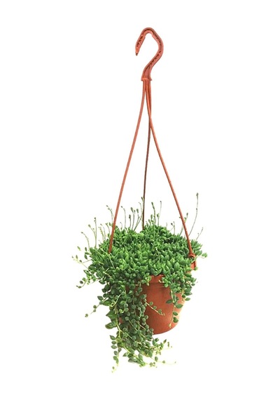 Videolu Tesbih Çiçeği Bezelye Kolyesi 1 Adet Saksılı 20-40 Cm Iç Mekan Bitkisi Senecio Rowleyanus