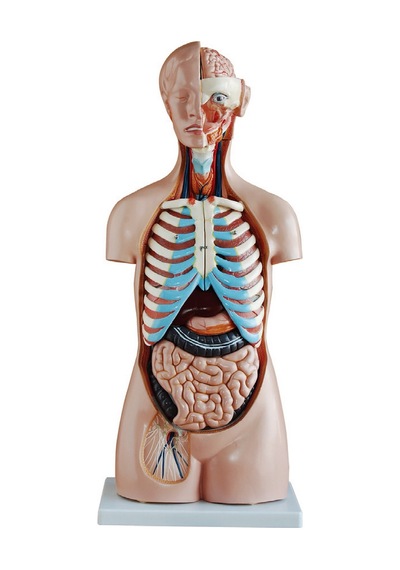 Insan Vücudu Modeli Torso 85Cm 20 Parça Cinsiyetsiz Tam Boy