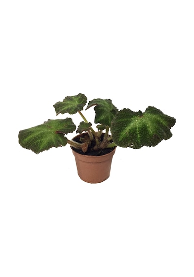 Begonia Solimutata (Begonia Çiçeği) Ø5,5 CM Y0-10 CM Begonia Solimutata (Begonia Çiçeği) Ø5,5 CM Y0-10 CM