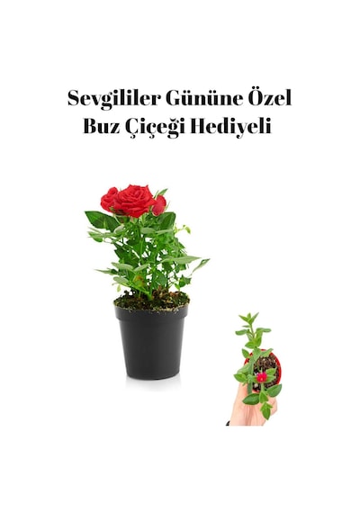 Kadınlar Gününe Özel Hediyelik Kırmızı Renk Gül Fidanı Buz Çiçeği Hediyeli
