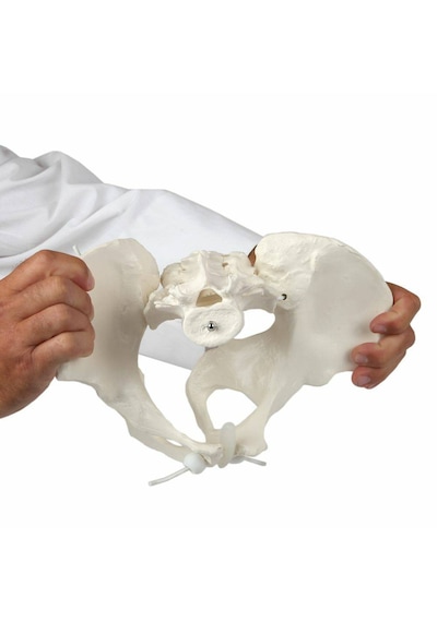 Elastik Bağlantılı Kadın Pelvis Modeli - Kadın Pelvis Maketi Hareketli 01