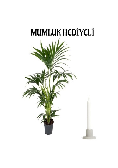 Sevgililer Gününe Özel Areka Palmiyesi Mumluk Hediyeli Salon Bitkisi