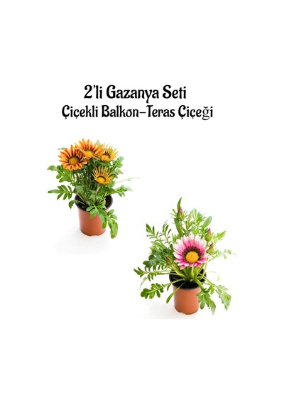 Turuncu Sarı-pembe Beyaz Renk Gazanya Çiçeği 2 Adet Saksılı 10-20cm Bahçe Balkon Çiçeği