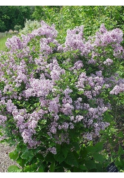 Muhteşem Kokulu 1 Adet Leylak Ağacı Fidanı 70-115cm Saksılı\tüplü LeTree Sapling