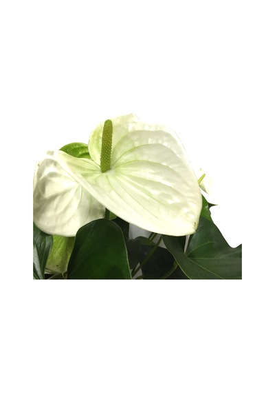 Anthurium Andraeanum 'White' (Flamingo Çiçeği) Ø12 CM Y35-40 CM