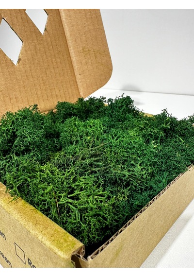 Reindermoss Şoklanmış Norveç Yosunu Terarium Yosunu Grass Green Light 100 Gr.