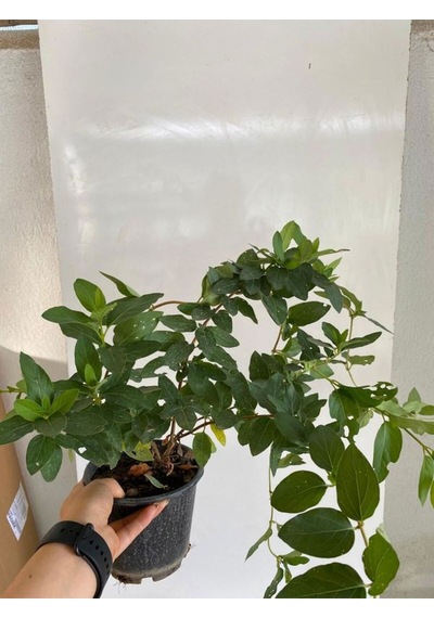 Mis Kokulu Hanımeli Çiçeği 1 Adet+kurdele-telgraf Çiçekleri Hediye