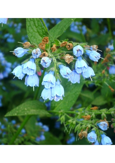 Karakafes Otu Symphytum Officinale 10 Adet