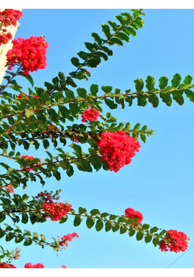 Videolu Kırmızı 40-60 Cm Oya Ağacı Fidanı Dış Mekan Ağaçları Red Lagerstroemia